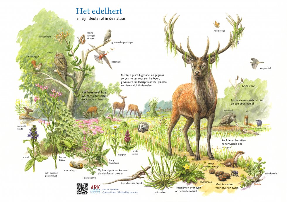 Afbeelding Edelhert door Jeroen Helmer